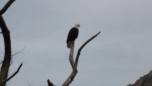 An eagle sitting on top of a branch